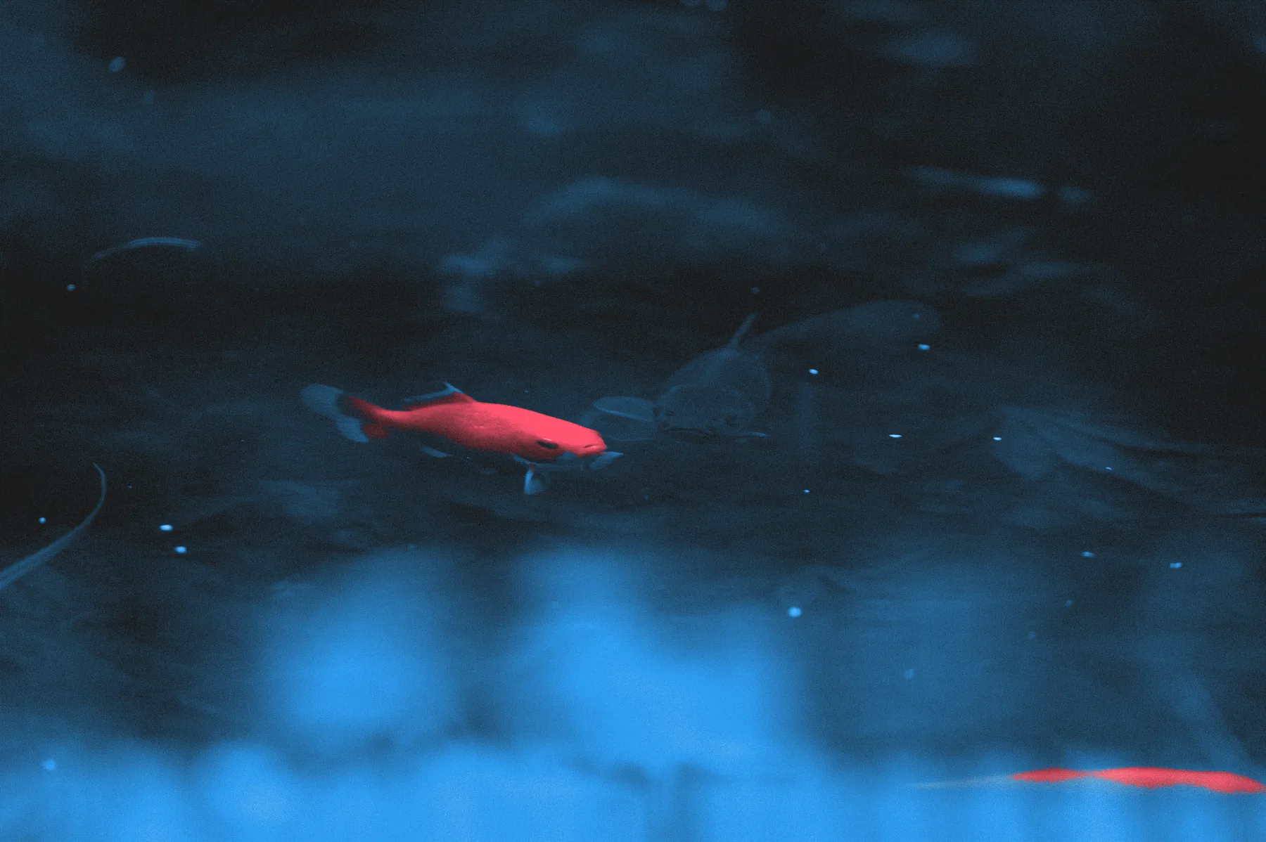 Gedithertes Foto: ein roter Koi zieht durch dunkelblaues Wasser
